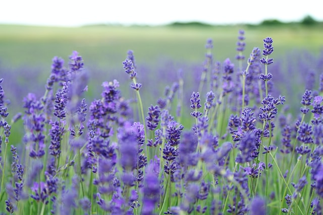 Top 5 Edible Flowers for a British Garden - Lavender