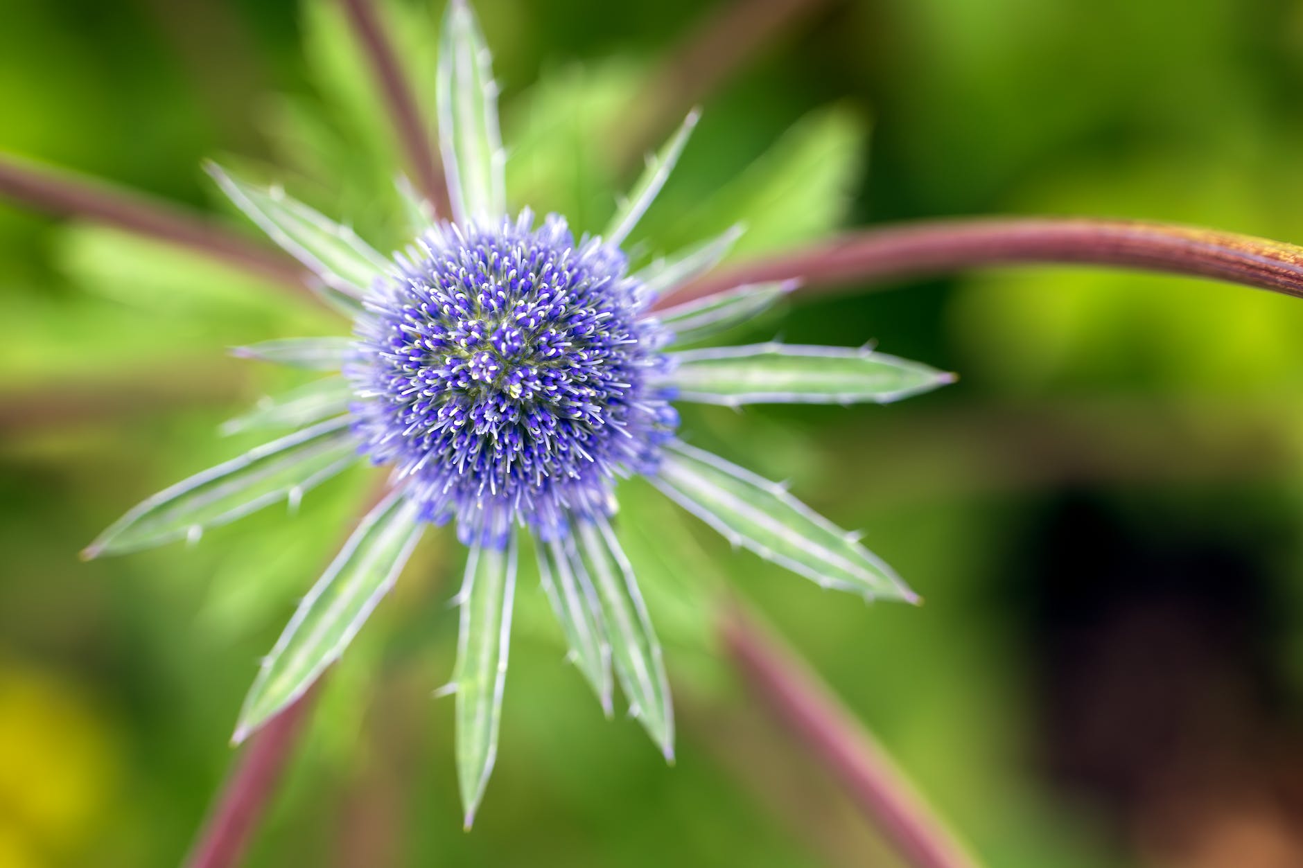 Eryngiums November Planting