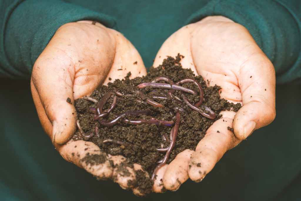Ashes to Compost: Can I put ash in compost&nbsp;bin?