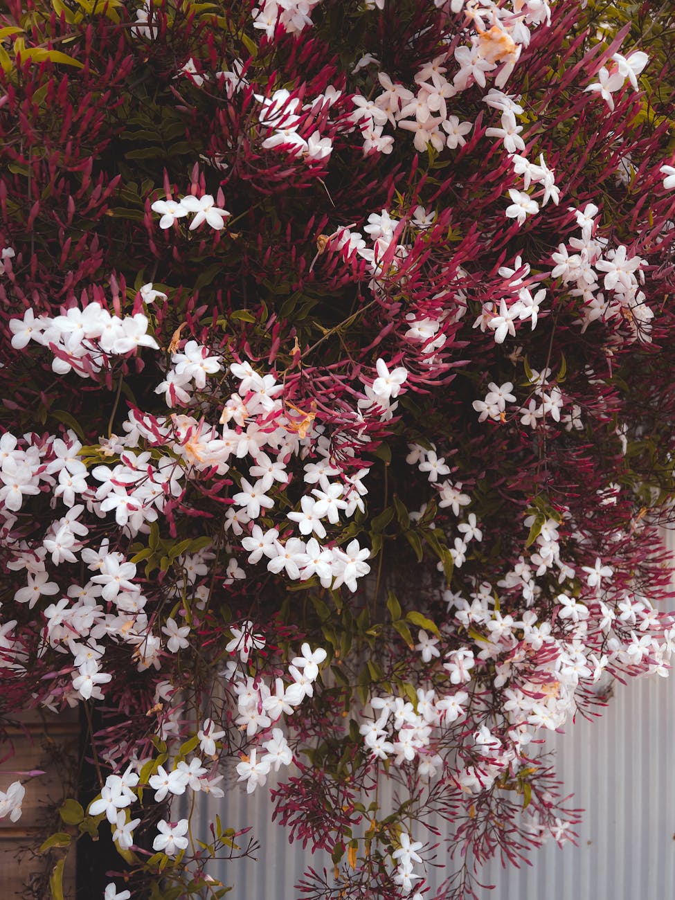 Growing Fragrant Jasmine in the UK: Types, Planting, and Care&nbsp;Guide