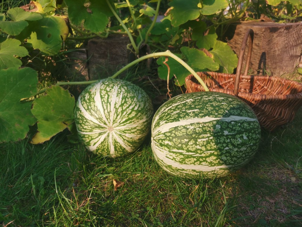 Image of Fig Leaf Grouds at harvest time