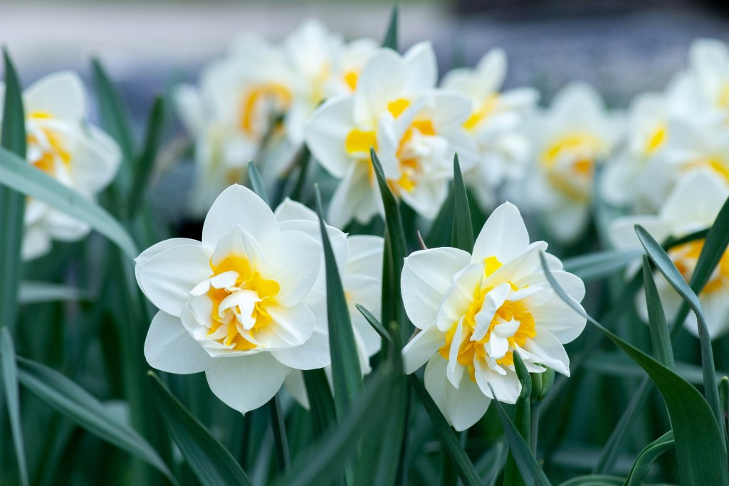 Hunting for Britain’s Lost Daffodils: A Blooming Treasure&nbsp;Hunt