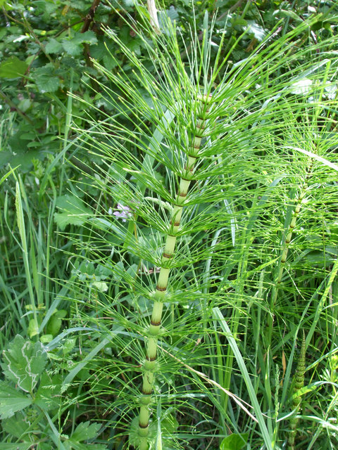 How to deal with&nbsp;horsetail?