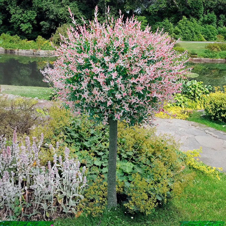 Flamingo Tree (Salix integra ‘Hakuro-nishiki’) – Common Problems &&nbsp;FAQs