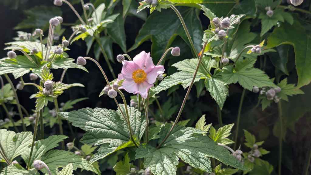 Anemone Growing Guide