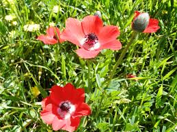 Anemone coronaria
