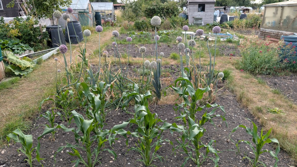 How Much Do You Pay for Your&nbsp;Allotment?