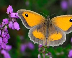 Gatekeeper Butterfly