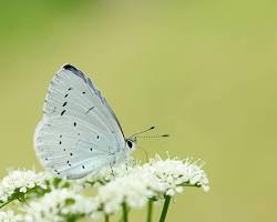 Holly Blue Butterfly