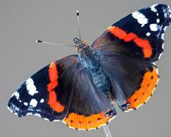 Red Admiral Butterfly