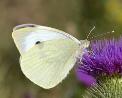Large White Butterfly