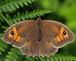 Meadow Brown Butterfly