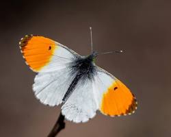 Orange-tip Butterfly