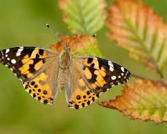 Painted Lady Butterfly