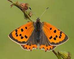 Small Copper Butterfly