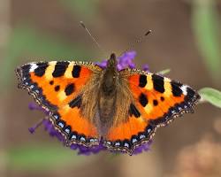 Small Tortoiseshell Butterfly