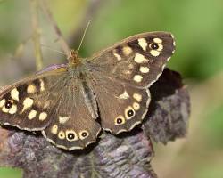 Speckled Wood Butterfly