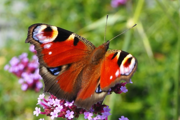 The Big Butterfly Count 2025 Takes&nbsp;Flight