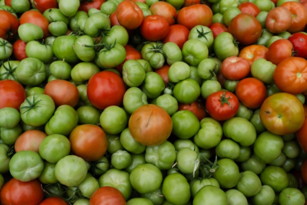 How to Ripen Green Tomatoes at the End of the&nbsp;Season