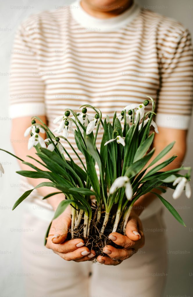 Galanthus nivalis (Snowdrop) Indoors