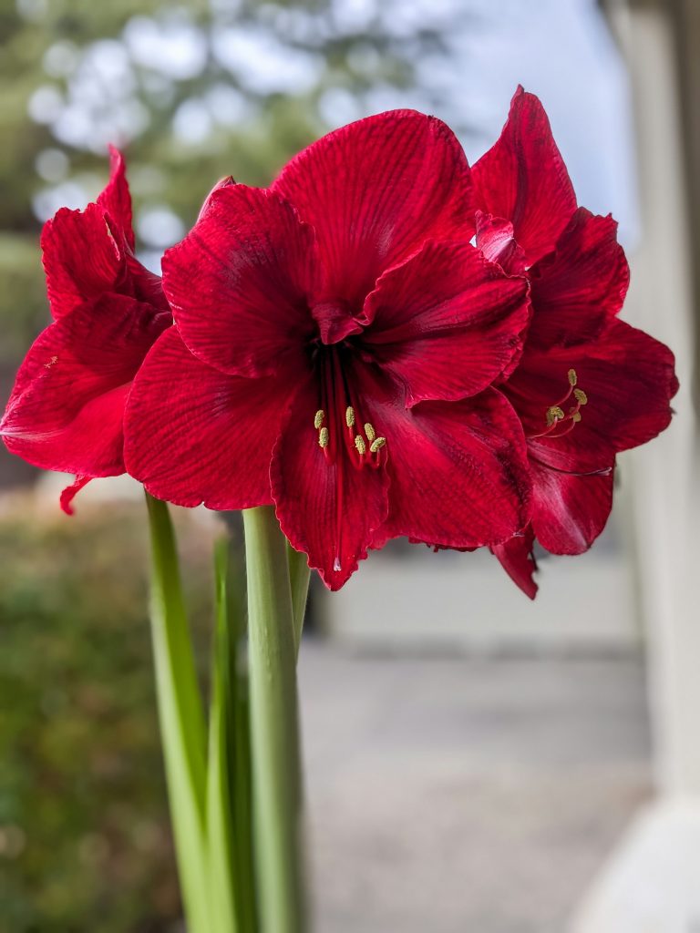 Hippeastrum × hortorum (Amaryllis)