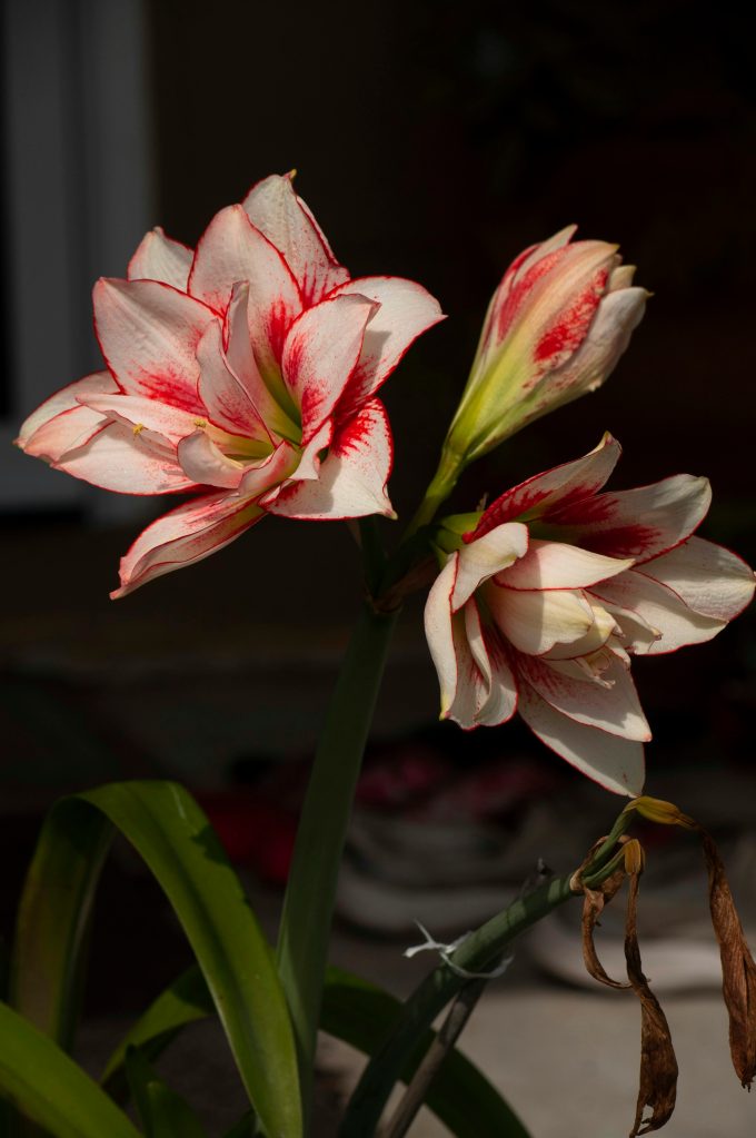 Grow Hippeastrum × hortorum (Amaryllis) Indoor in pots