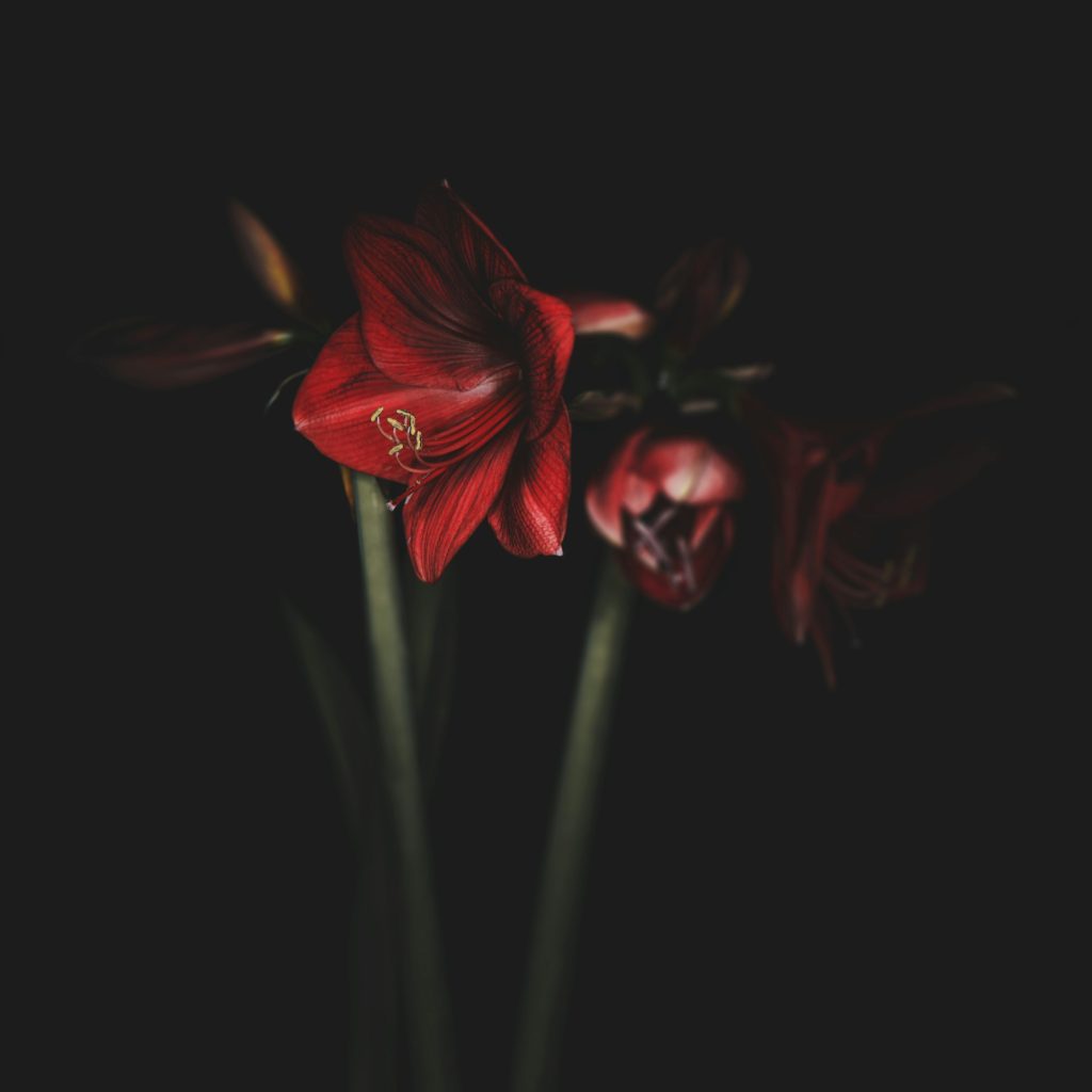 Hippeastrum × hortorum (Amaryllis)
