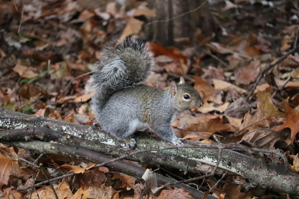 How to Deter Grey Squirrels in Your&nbsp;Garden