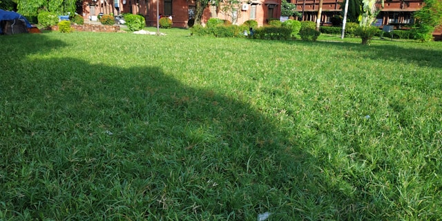 Should you cut your lawn short before&nbsp;winter?