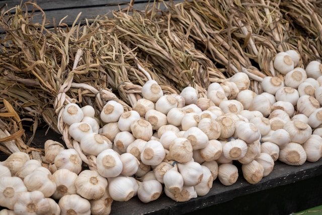 When to Harvest Garlic in the UK?