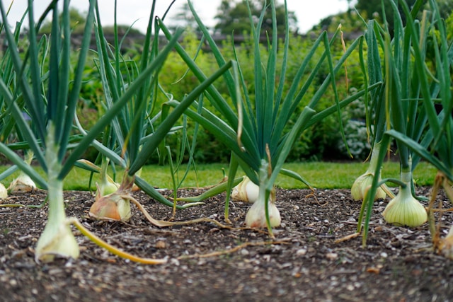 When to Plant Garlic in the UK – Expert Tips from Jim&nbsp;Fellows