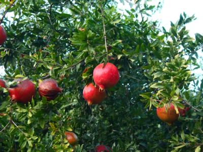 Can You Grow Pomegranate Trees in the&nbsp;UK?