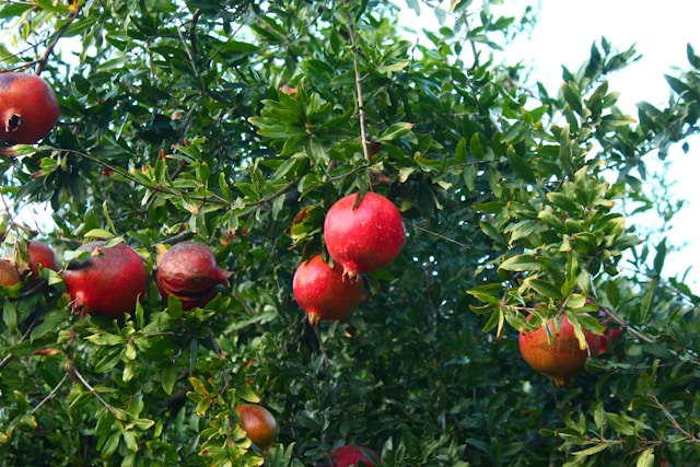 Can You Grow Pomegranate Trees in the&nbsp;UK?