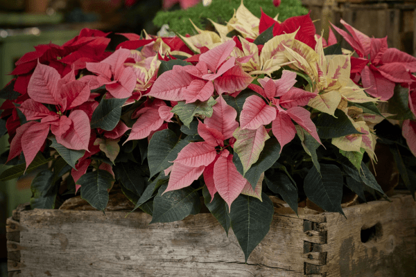 How to Keep a Poinsettia Alive Through the New&nbsp;Year